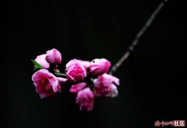 桃花依旧醉春风,岁月流转中的诗意人生