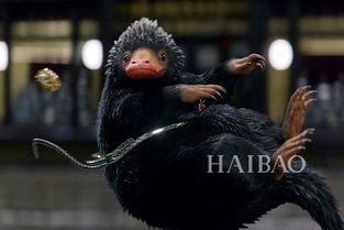 神奇动物大揭秘,神奇动物大揭秘深度解析